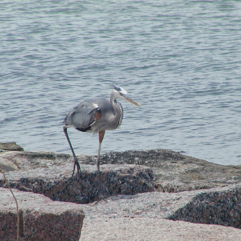 heron
